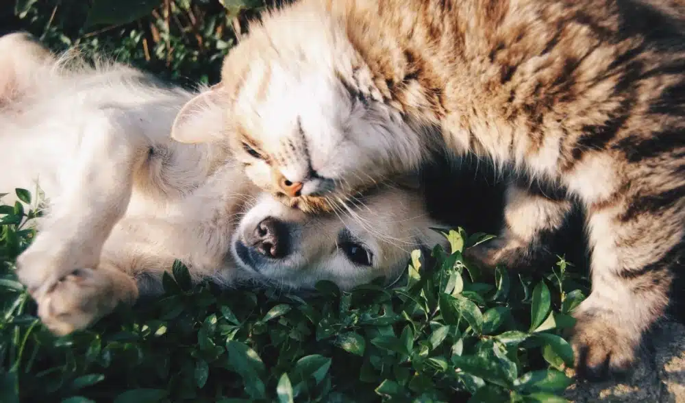 National Love Your Pet Day
