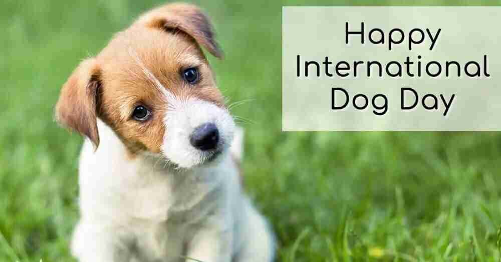 International Dog Day