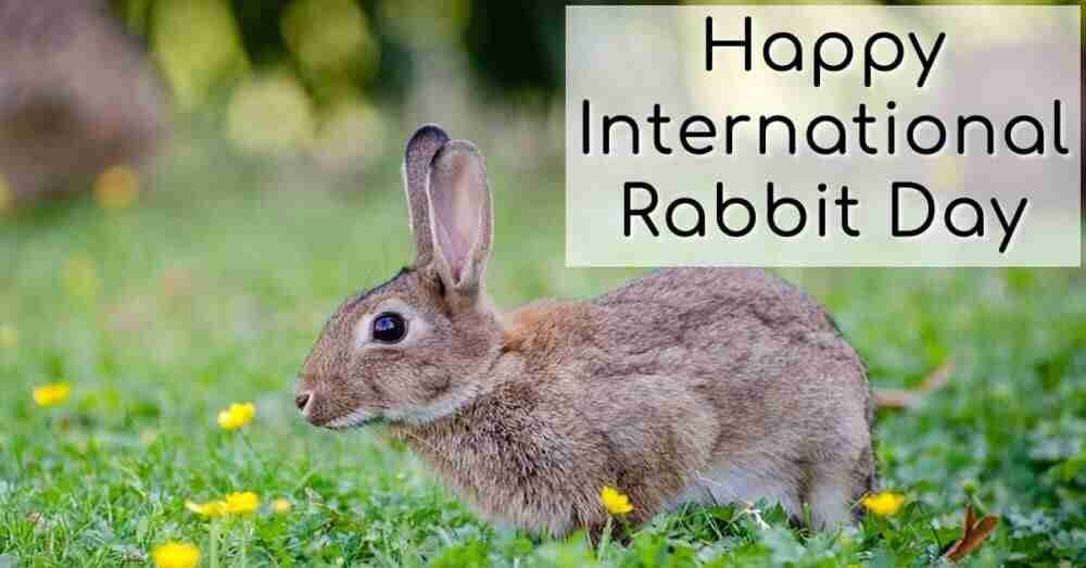 International Rabbit Day from The Craft Box